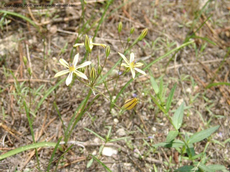 Triteleia  ixioides ssp anilina, CDavidson10913--CA.  Yosemite Nat. Pk. Glacier Pt Rd.  27 Jun 06. 145.jpg