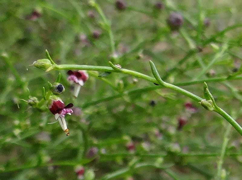 Scrophularia--Kurdistan. 2nd stop after Tawilla. 22 May 2013. DSC04763 (33).JPG
