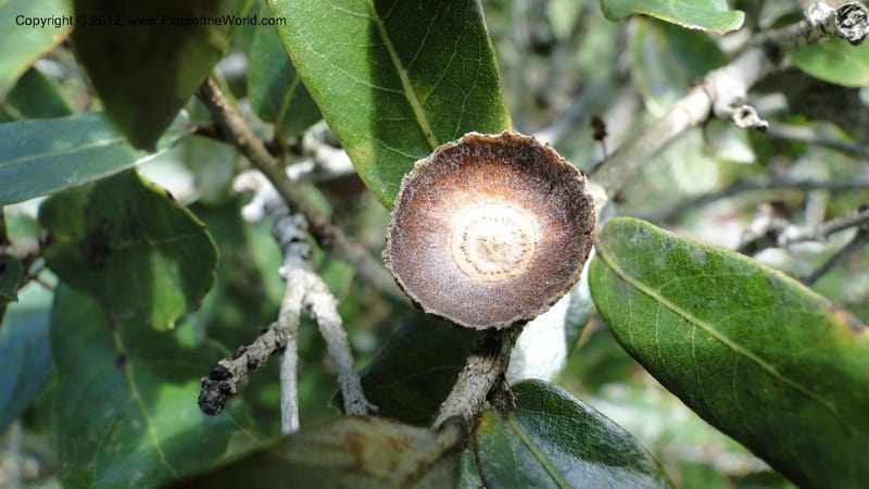 Quercus sebifera, H. Gomez Dominguez 2806--MX. Chiapas. Crucero Trinitaria y  Montebello. 21 Sept 2010. 198 (23).jpg