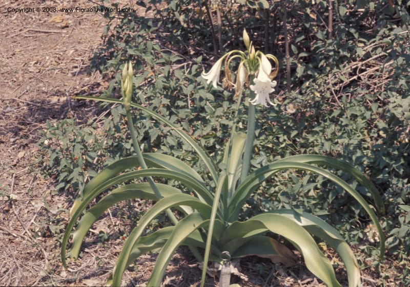 Crinum--CA. Los Angeles State & County Arboretum. May 1976. 002.JPG