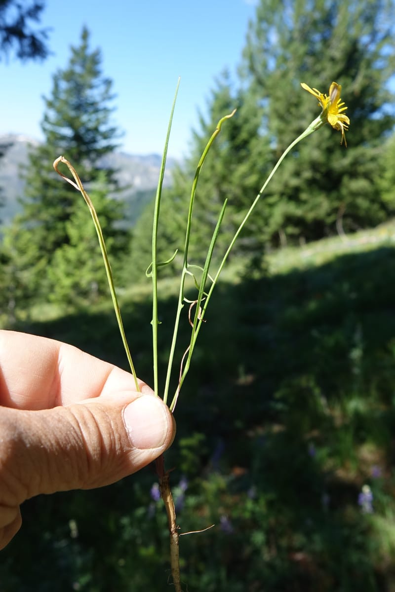 Microseris nutans, C. Davidson 13699--ID. Idaho Co. Road to Smith Knob L.O. 11 July 2017. DSC03081 (127).JPG
