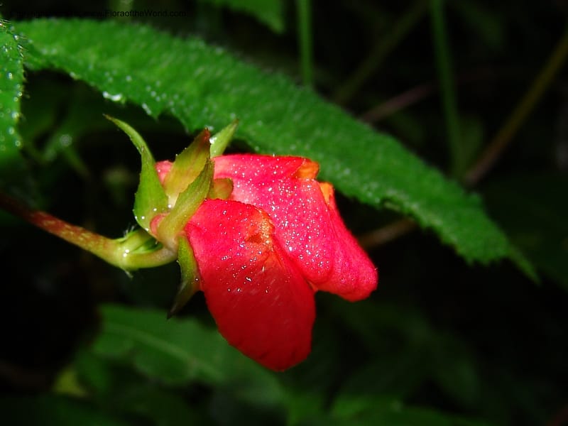 Gasteranthus, Croat 95692--Ecuador. Maquipucuna Biol. Res. Send. Princip. 11 Mar 06. 011 (4).jpg