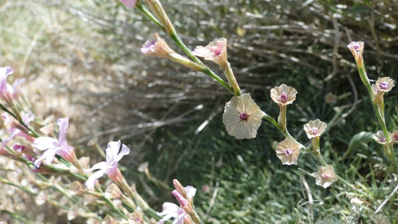 Acantholimon blakelockii, EC.3--Iraq. Kurdistan. Shakh-i Pira Magrun. Zewiya. 12 June 2010. 151 (6).jpg
