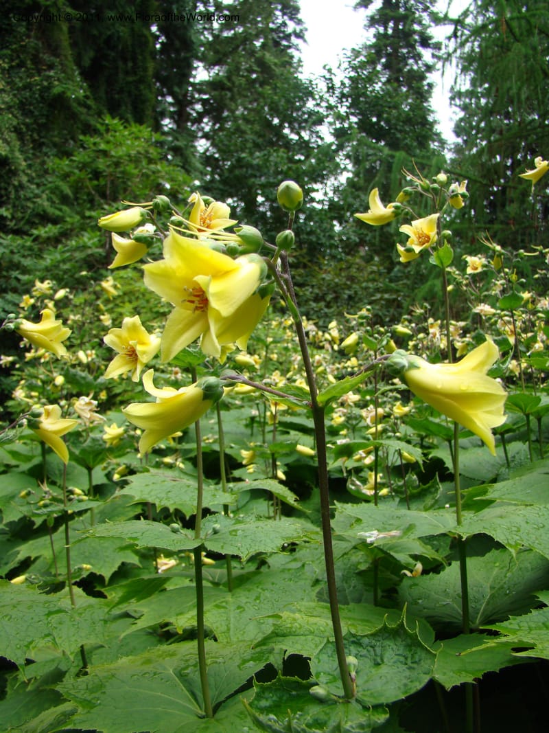 Kirengeshoma koreana--Canada. BC. Univ. BC Bot. Garden. 27 Jul 08. 115.jpg