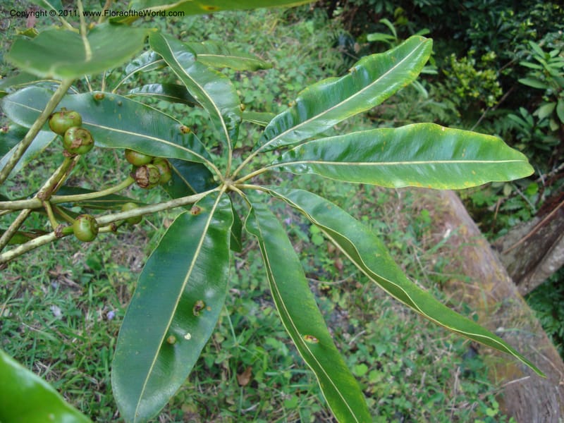 Schefflera pseudocandelabrum, Lowry, P 6893--New Caledonia, ProvN, Aoupinié 15 Nov 2007 151 (17).jpg