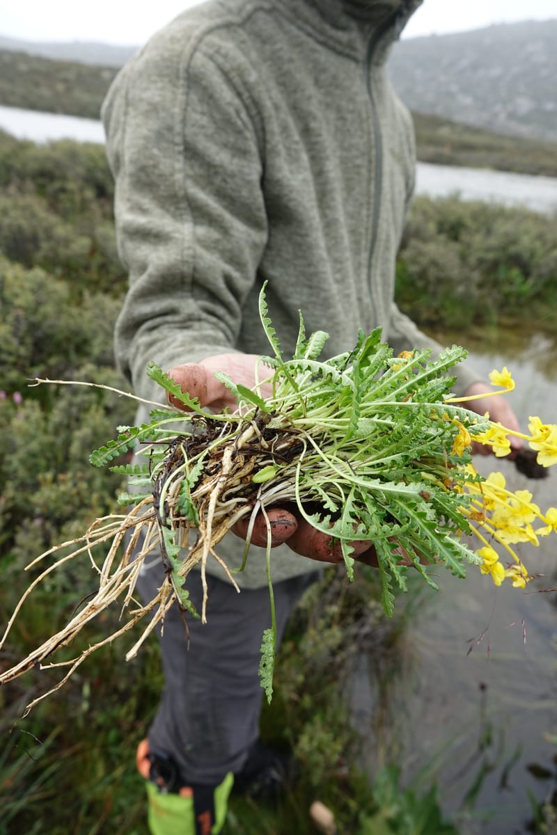 Pedicularis, C. Davidson 13785--China. Sichuan. Daocheng Xian. 14 Aug 2017. DSC05676 (34).JPG
