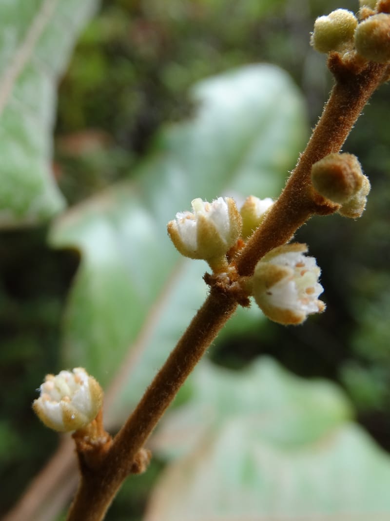Storthocalyx sordidus, Callmander, M 1230--New Caledonia. Haute Robinson. 11 Nov. 2015. DSC00909 (79).JPG