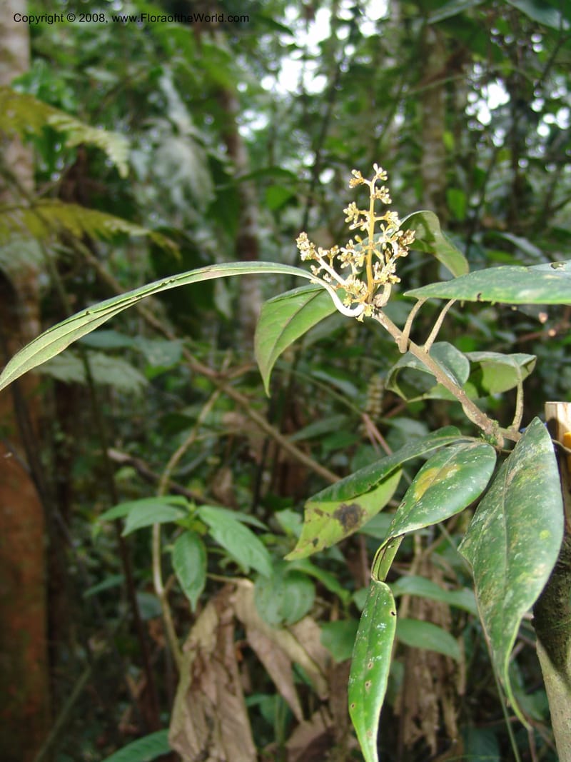 Endlicheria, RVasquez33016--Peru. Pillcopata. Qbda Pini Pini. 29 Oct 07. 782.jpg