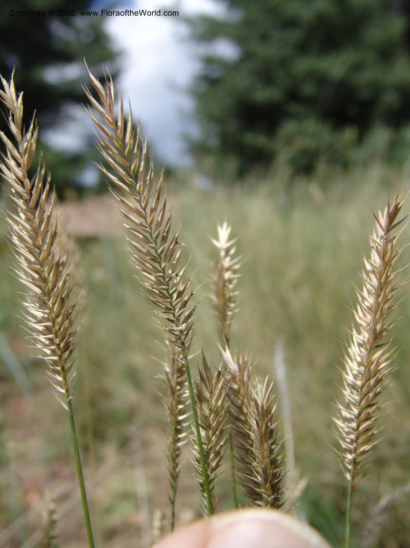Agropyron desertorum--AZ. Arboretum at Flagstaff. 3 Sep 04. 214.jpg