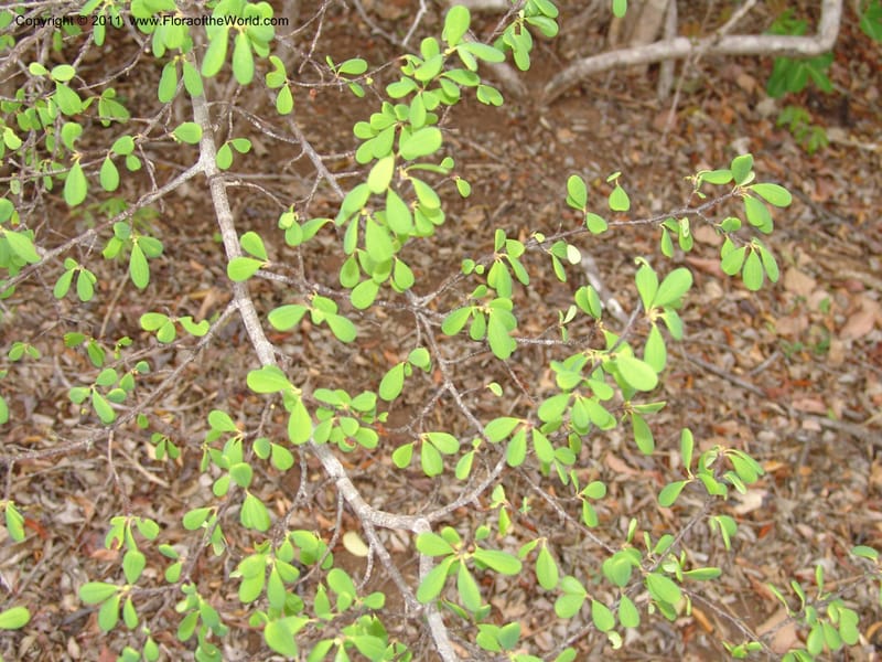 Erythroxylum, ROR1534--Madag. Prov. Antsir. Sahafary, Andranomadiro. 7 Nov 06. 462.jpg