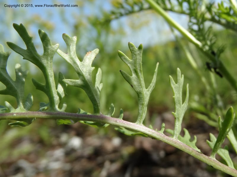 Packera millefolium, Davidson, C 13000--North Carolina. Macon Co. Slick Rock. 14 May 2015. DSC05505 (48).JPG