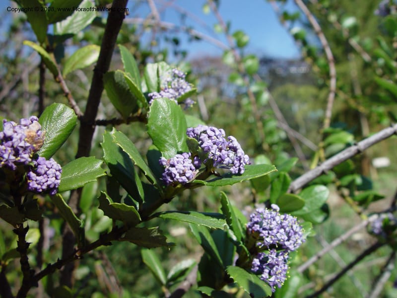 Ceanothus gloriosus var. exaltatus. 95.1407--CA. UC Berkeley Bot. Gard. 10 Feb 03. 011.jpg