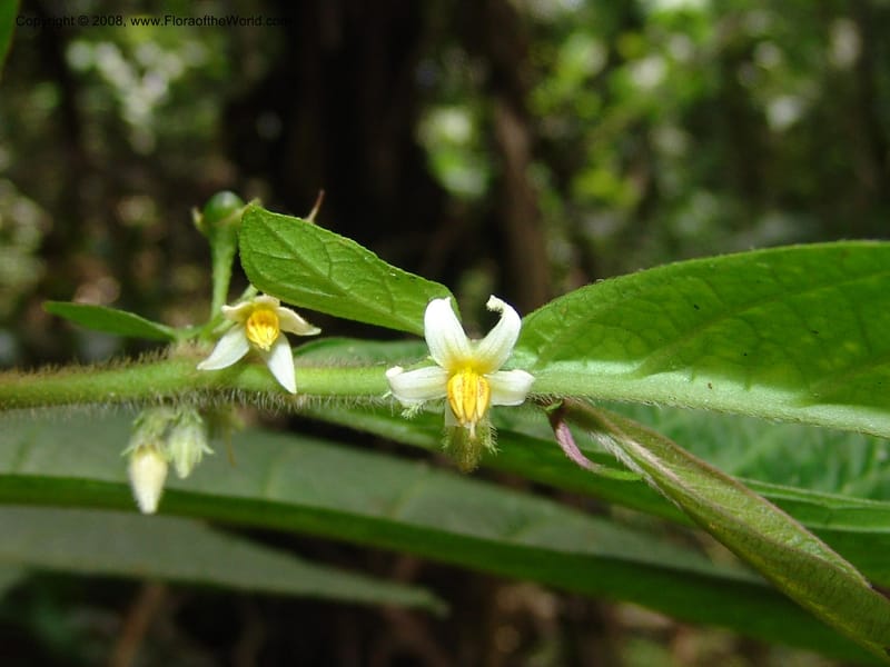 Lycianthes inaequilatera, AAraujoM1103--Bolivia. Pq. Nac. Madidi. Chalalan. 1 Dec 04. 067.jpg
