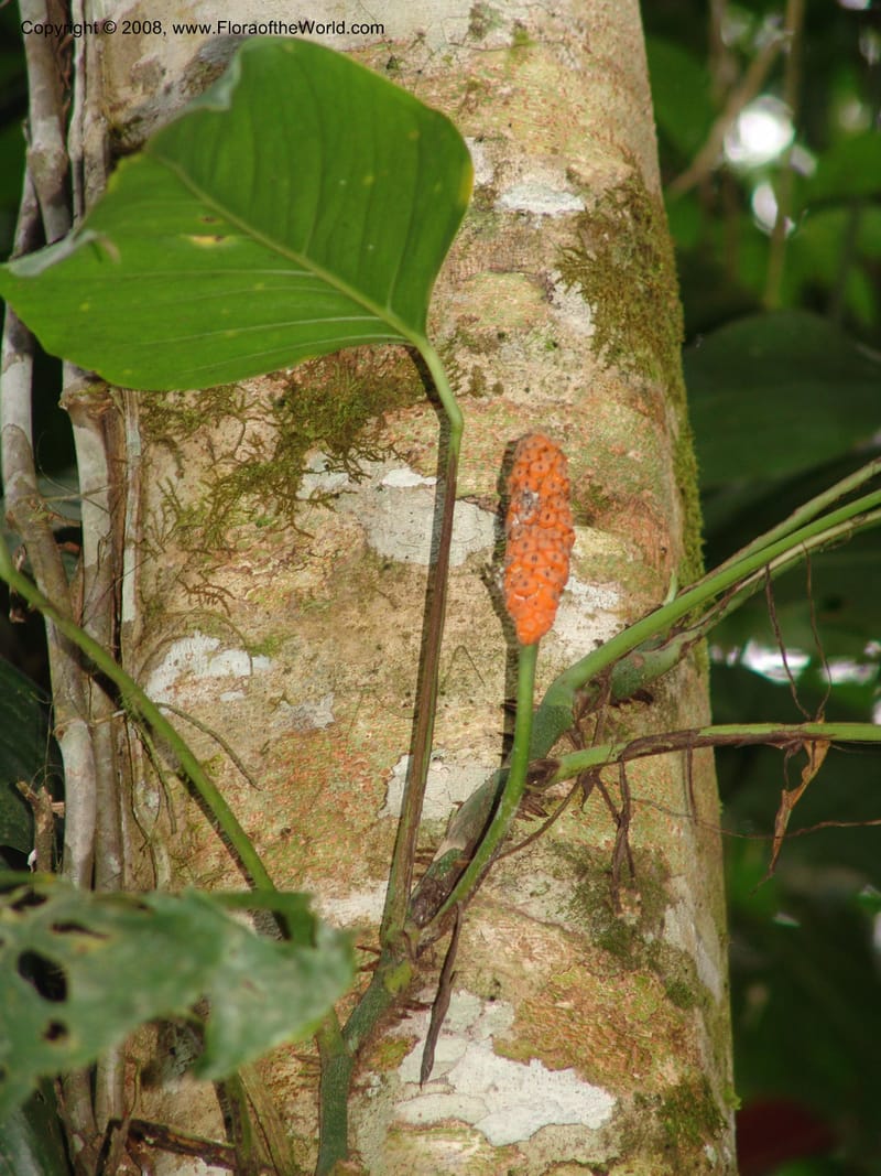 Monstera, RVasquez33000--Peru. Pillcopata. Qbda Pini Pini. 29 Oct 07. 610.jpg