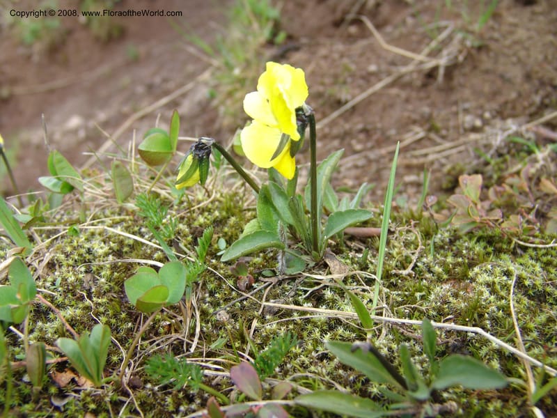 Viola oreades--Georgia. Vic. of Tskhrats'karo Pass. 7 Jun 05. 226.jpg