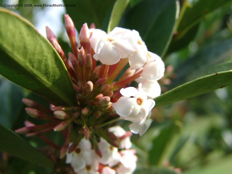 Acokanthera oppositifolia--Kenya. Brooks Bond Tea Estate, Kericho. 10 Jul 04. 163.jpg