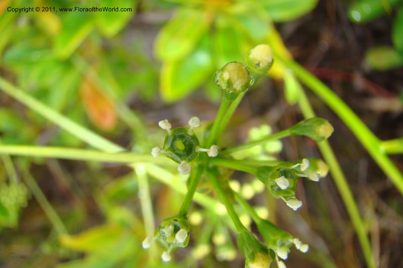 Myodocarpus, P. Lowry 7188--New Caledonia. Plaine des Lacs. NW of Grand Lac. 21 Jan 2010. 293 (169).jpg