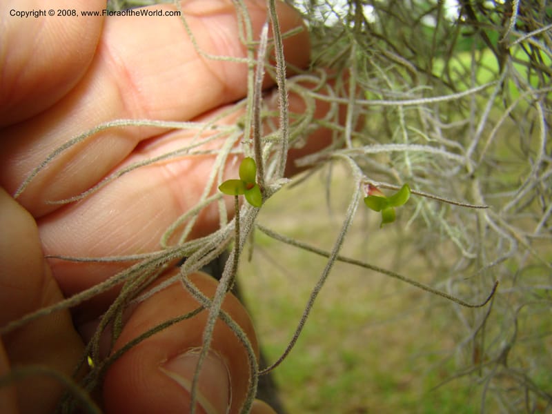 Tillandsia usneoides, CDavidson11164--TX. Walker Co. Newport Village Rd. 27 Apr 08. 134.jpg