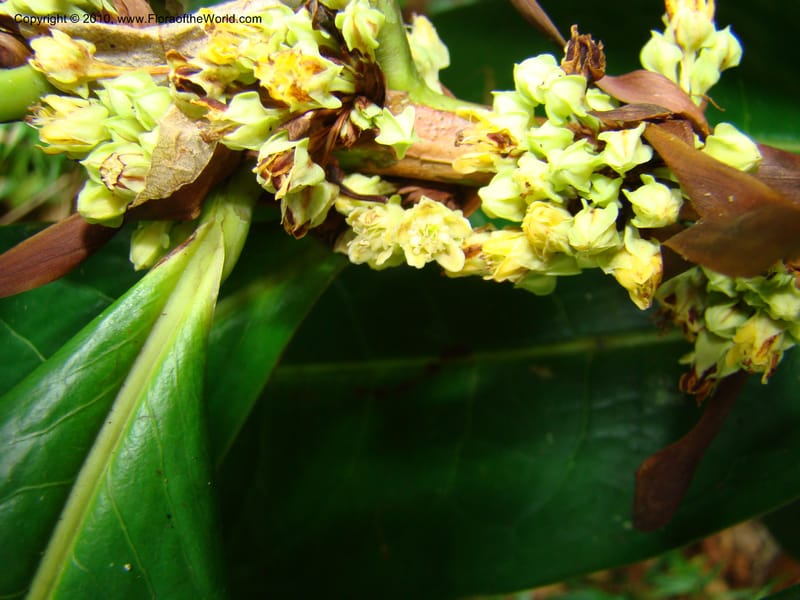 Erythroxylum macrophyllum, B. Hammel 24675--Costa Rica. Prov. Limon. Selva Bananito Lodge. 12 Apr 08. 009 (11).jpg