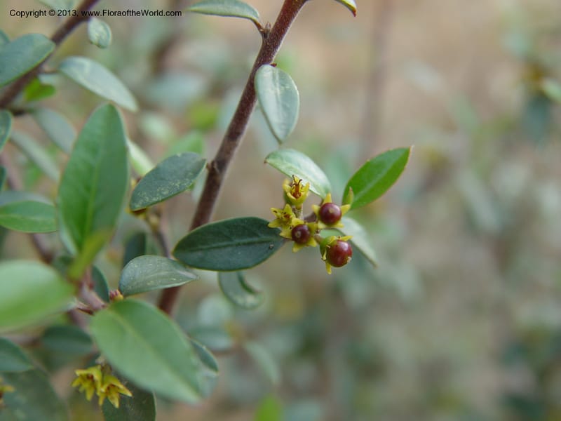 Rhamnus alaternus--Spain. Andalucia. E of Orgiva. Barranco de los Lobos. 1 (47).jpg