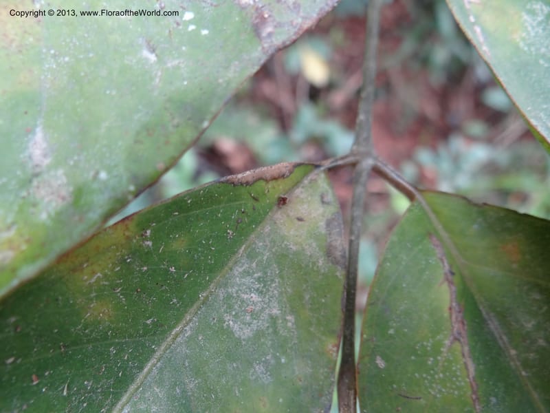 Polyscias purpurea, Gray, B 9640--Australia. Queensland. Mt. Lewis Rd., Mt. Lewis. 13 Nov 2013. DSC08352 (42).JPG