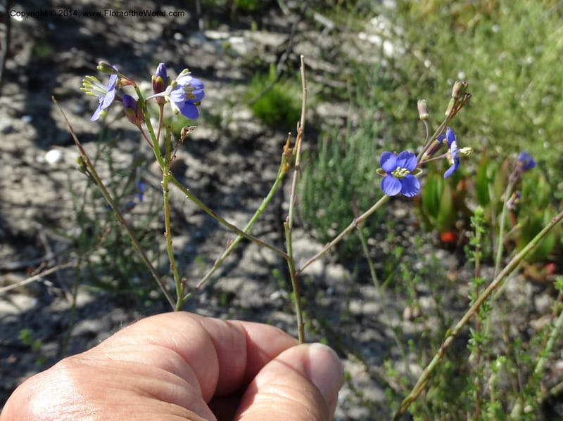 Heliophila, Davidson, C 12320--South Africa. Western Cape. E. side, Fernkloof. 24 Jan 2014. DSC01799 (173).JPG