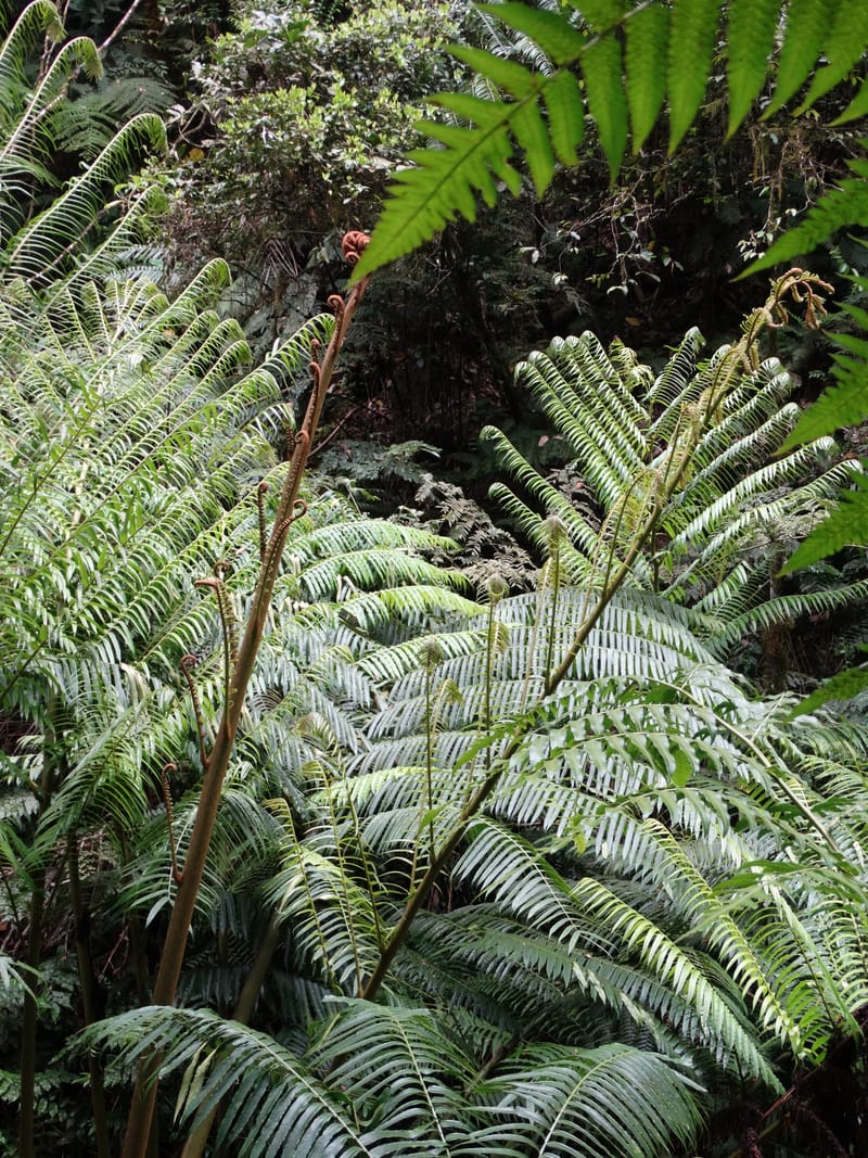 Angiopteris, Munzinger, J 7403--New Caledonia. Haute Robinson. 11 Nov. 2015. DSC00909 (307).JPG