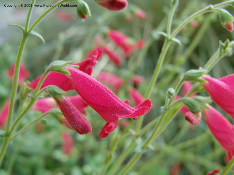 Penstemon baccharifolius--TX. Johnson Wildflower Center. 13 Jun 04. 002.jpg