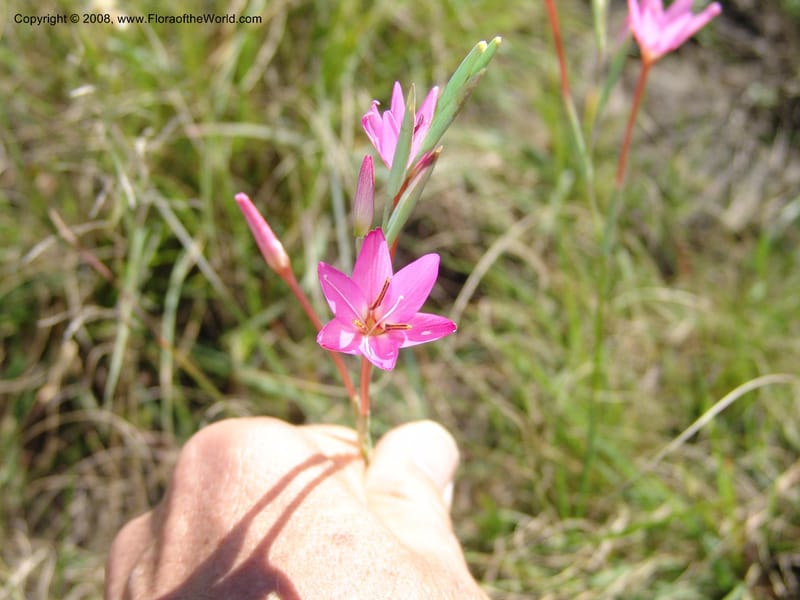 Hesperantha--So.Africa. E. Cape. Waringham Farm, Quanti Area, Stut. 8 Mch 05. 122.jpg