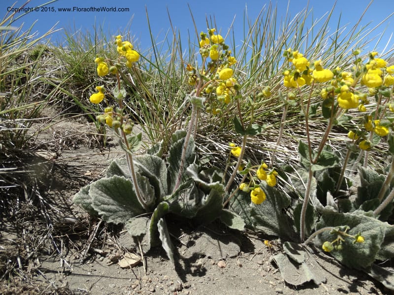 Calceolaria corymbosa, Davidson, C 12792--Chile. Ruta 115, to Laguna del Maule. 24 Nov 2014. DSC07486 (433).JPG