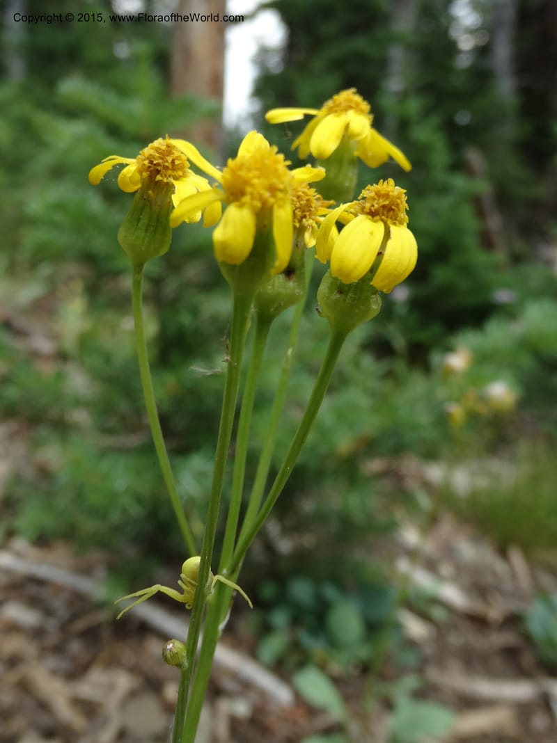 Senecio cymbalarioides, Davidson, C 12633--ID. Idaho Co. Seven Devils Campground. 11 Aug 2014. DSC00412 (93).JPG