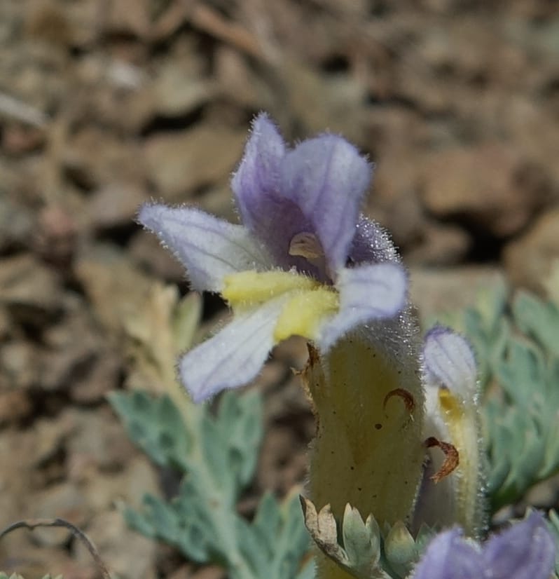 Orobanche uniflora, C. Davidson 13560, C. Davidson 13560--ID. Blaine Co. Rock Creek Preserve. TNC. 14 May 2017. DSC00477 (53).JPG