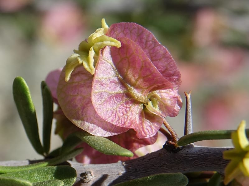 Bougainvillea spinosa, Fortunato 13089--Argentina. Hwy 150 W of Jachal. 5 Feb 2018. DSC08346 (94).JPG