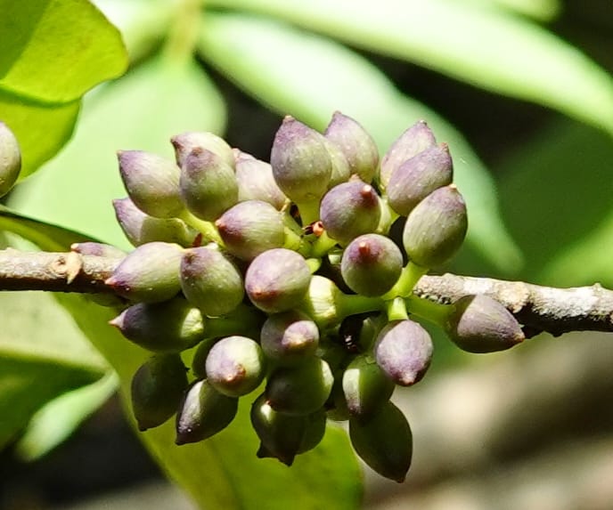 Rapanea faberi, D. Boufford 44108--China. Yunnan. Lao jun Shan. 30 Apr 2018. DSC00424 (309).JPG