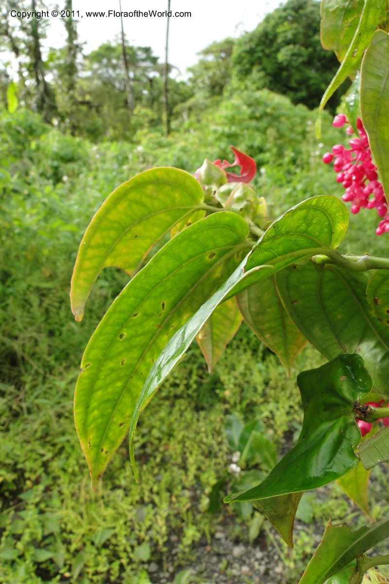 Medinilla, M. Tuiwawa 4920--Fiji. Area of Monasavu Dam I. 9 Feb 2011. 490 (18).jpg