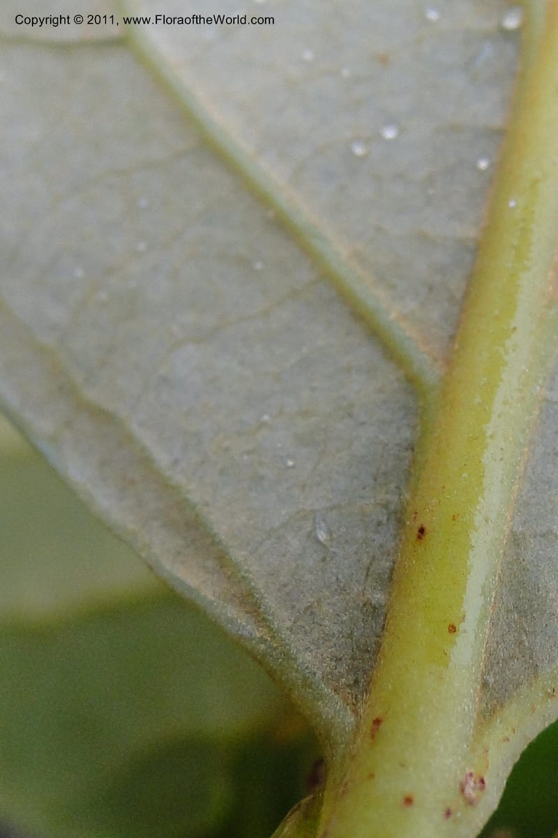 Endiandra, J. Munzinger 6507--Fiji. Area of Monasavu Dam I. 9 Feb 2011. 402 (35).jpg