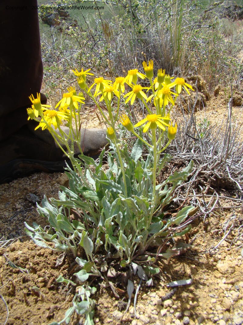OR. Malheur Co. Leslie Gulch. 1 Jun 08. 249.jpg