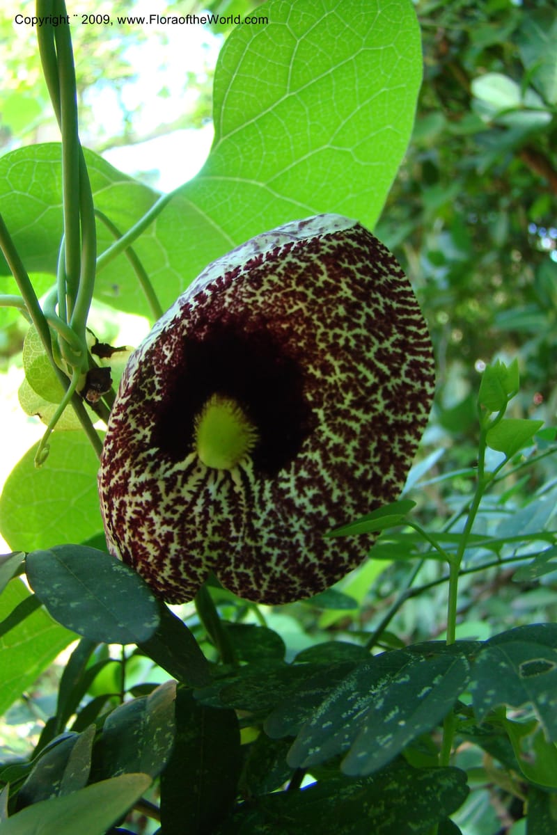 Aristolochia odoratissima--South Africa. Durban Botanical Garden. 30 Jan 09. 247.jpg
