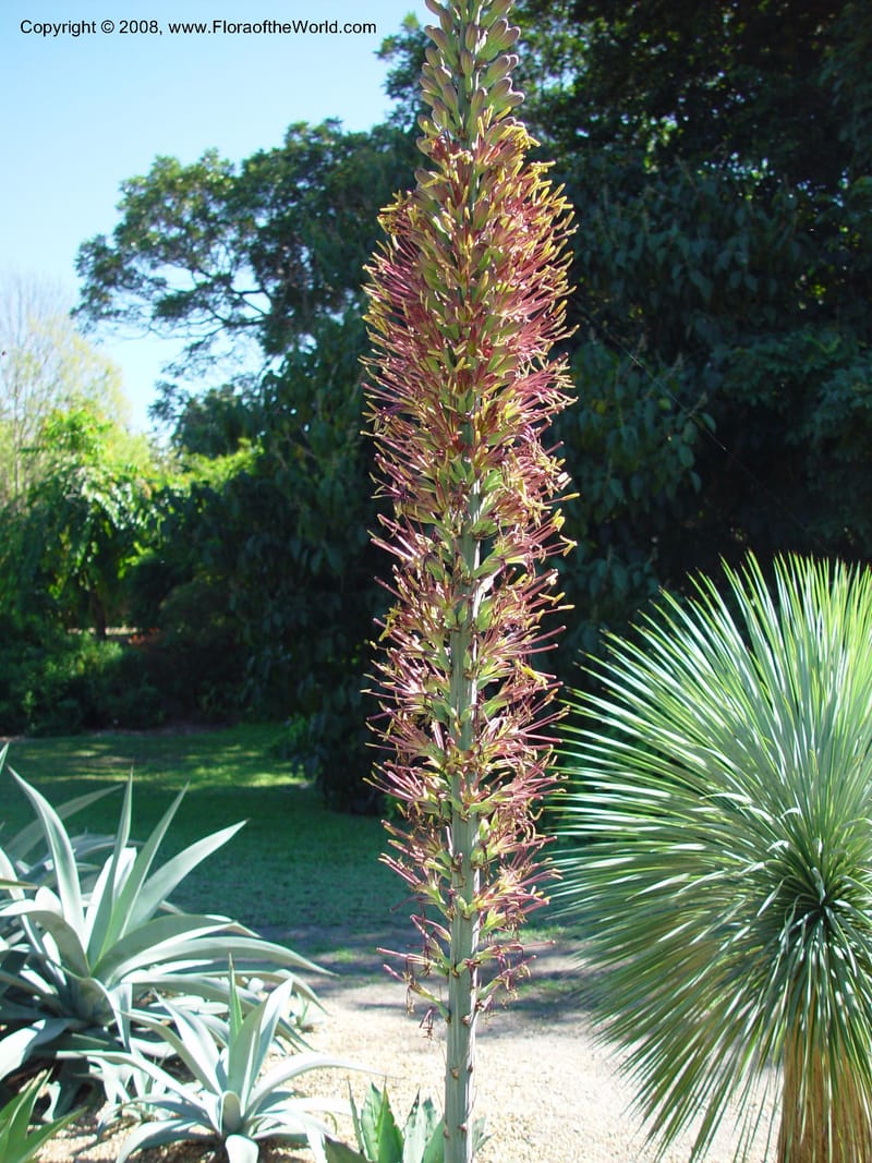 Agave ghiesbrechtii. (no no.)--FL. Fairchild Tropical Gard. 15 Jan 03. 072.jpg