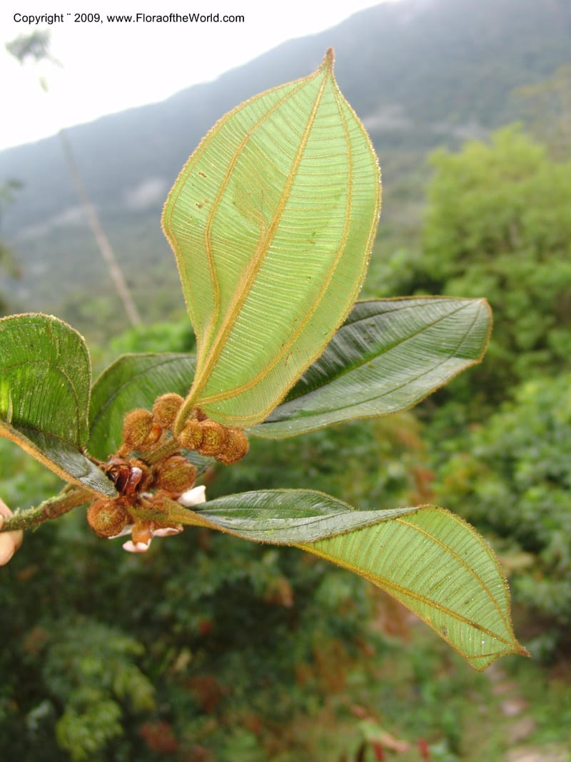 Blakea, TCroat98619--Ecuador. Prov. Zamora Ch. Rio Nangaritza ca Las Orquideas. 15 Sep 07. 399.jpg