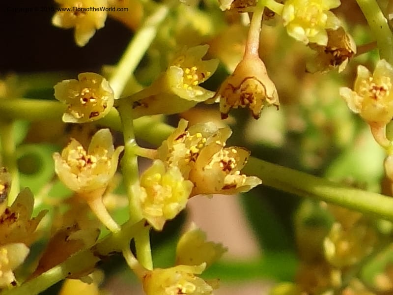 Ocotea cernua, Hammel 26120--Costa Rica. Ranchos Tinamu. 4 Mar 2012. DSC03937 (95).JPG