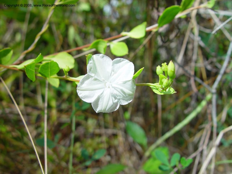 Jacquemontia curtissii--FL. Miami-Dade Co. Everglades Nat. Pk. Long Pine Key Trail. 15 Jan 03. 027.jpg