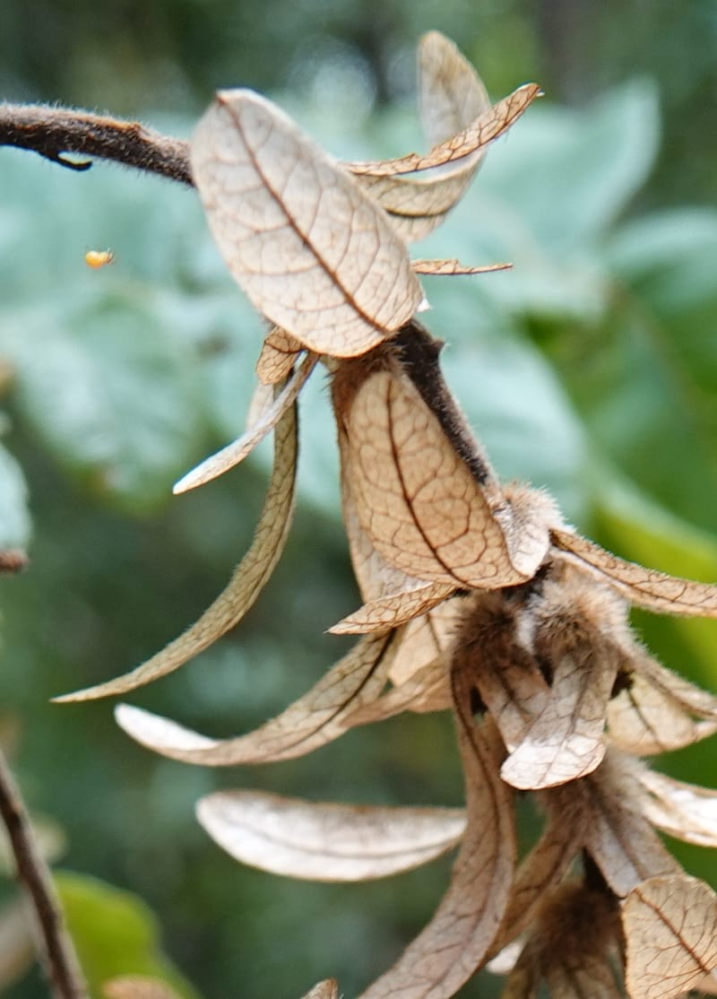 Engelhardia serrata, D. Boufford 44146--China. Yunnan. Along G213. 4 May 2018. DSC02084 (85).JPG