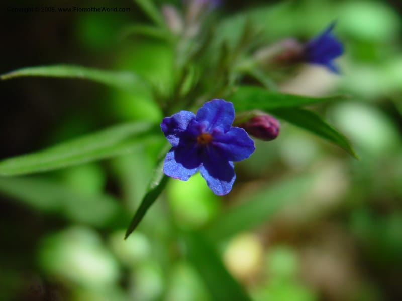 Anchusa italica--Italy. Abruzzo. Res. Torino di Sangro. 5 May 03. 028.jpg