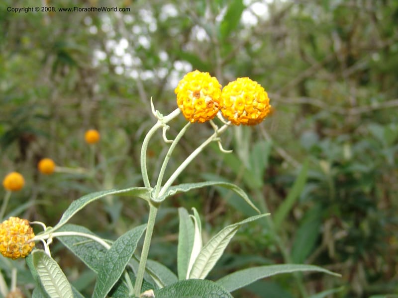 Buddleja globosa, 77.0292CA. UC Berkeley Bot. Garden.  30 Jun 06. 120.jpg