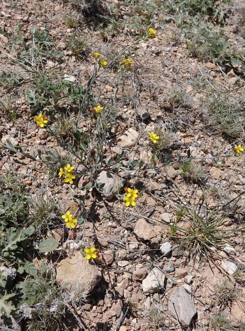 Lesquerella gordonii, C. Davidson 13997--AZ. Cochise Co. Geronimo Trail Rd. 10 Apr 2019. DSC07357 (65).JPG
