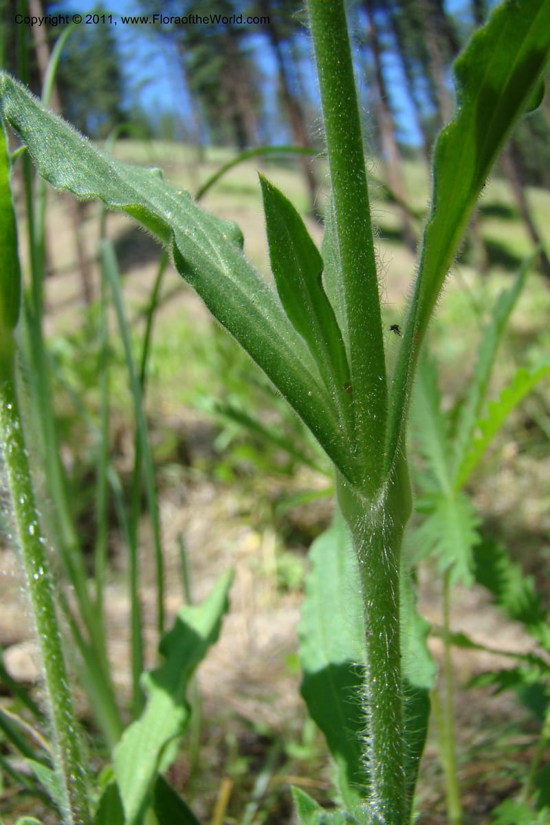 Silene scouleri, C. Davidson 11399--Idaho. Idaho Co. Salmon River. Shepp Ranch. 28 May 2009. 067.jpg