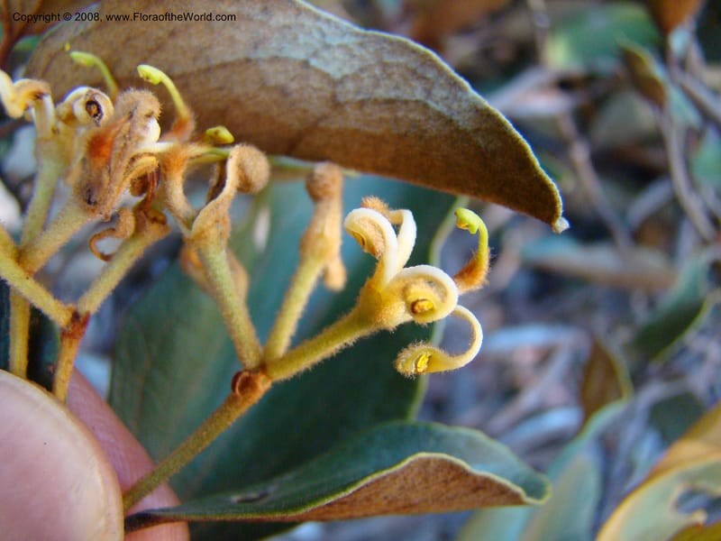 Stenocarpus tremuloides, JMunzinger4663--N.Caled. Dumbea Dam, Dumbea Riv. 11 Nov 07. 177.jpg
