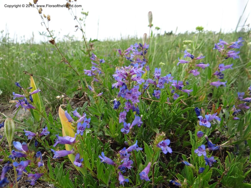 Penstemon leonardii, Mansfield, D 12-644--ID. Bear Lake Co. Mt. Sherman. 13 Jul 2012. DSC03679 (37).JPG
