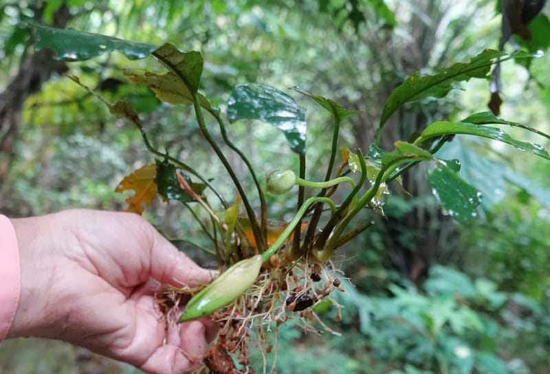 Anubias, C. Davidson 13942--Gabon. Maurel & Prom Oil Rd. 2 Nov. 2018. DSC01376 (70).JPG